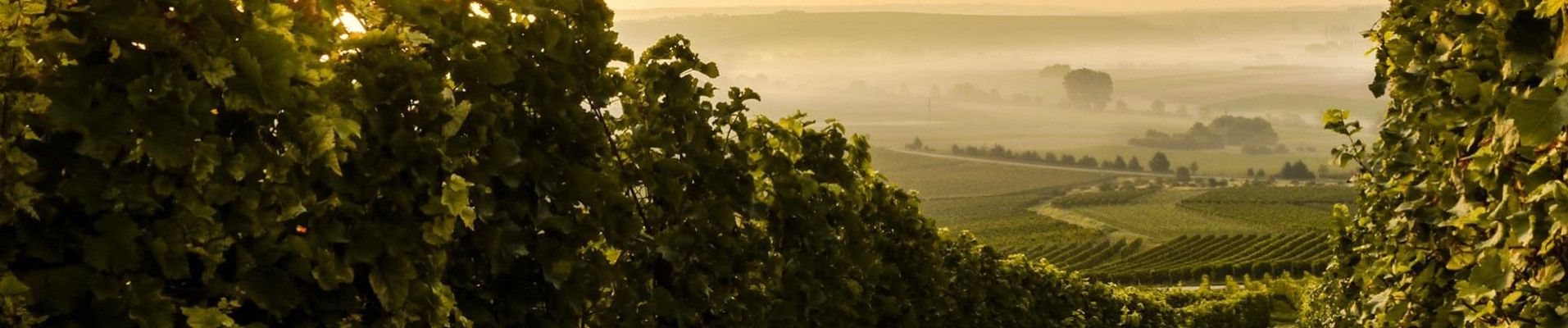 Banner Weinankauf.de